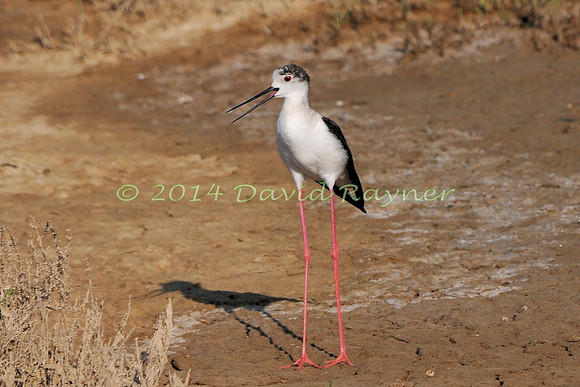 black-winged stilt (16)