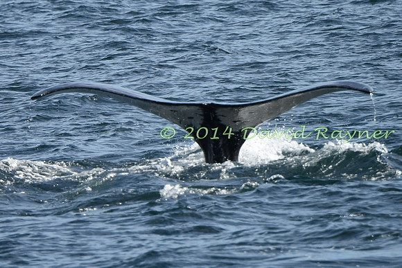 Humpback Whale (17)
