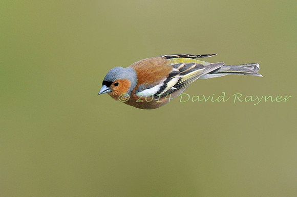 Chaffinch [m]