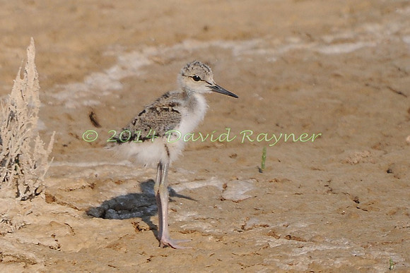 black-winged stilt (23)