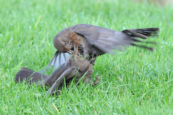 Blackbird.a6