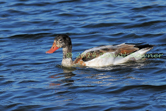Common Shelduck 1