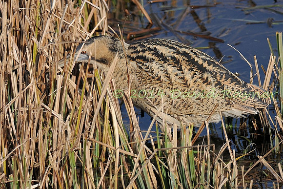 Bittern 14