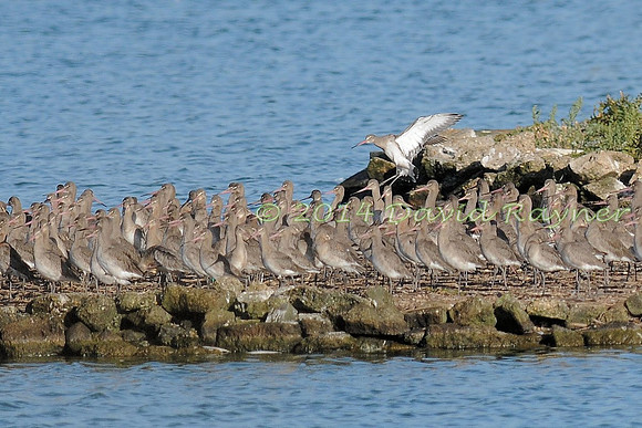 Black-tailed Godwits 3
