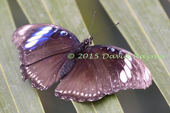 Eggfly, Great [f2]