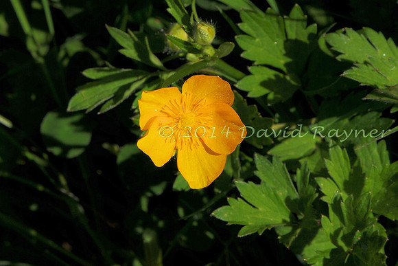 Buttercup, Creeping