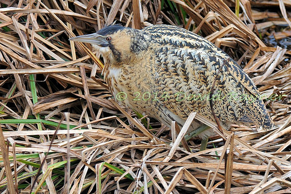 Bittern 06