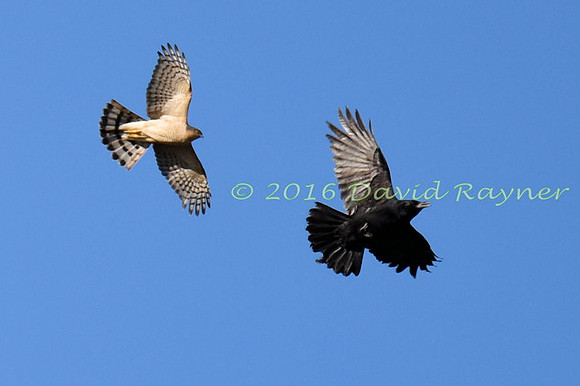 a mix of birds 15