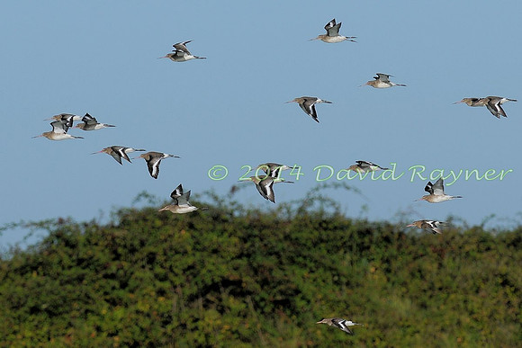 Black-tailed Godwits 5