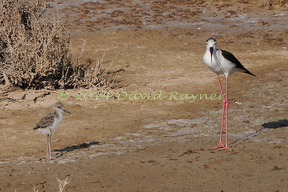 black-winged stilt (24)