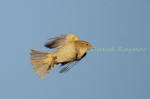 Chiffchaff, Iberian