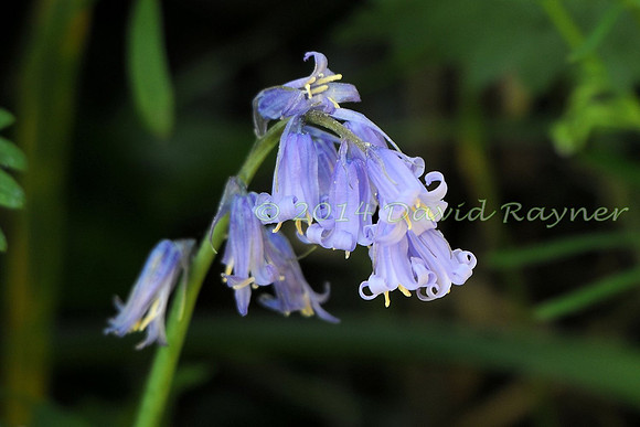 Bluebell