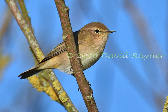 Chiffchaff 07