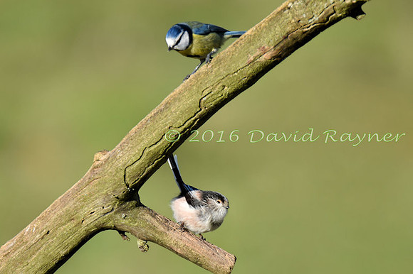 a mix of birds 13