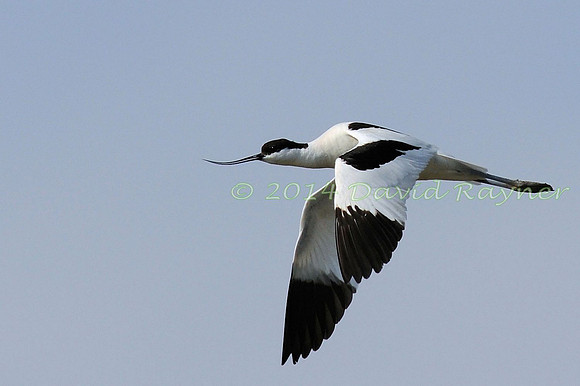 Avocetc