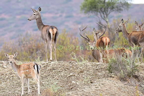 Red&Fallow Deer 05