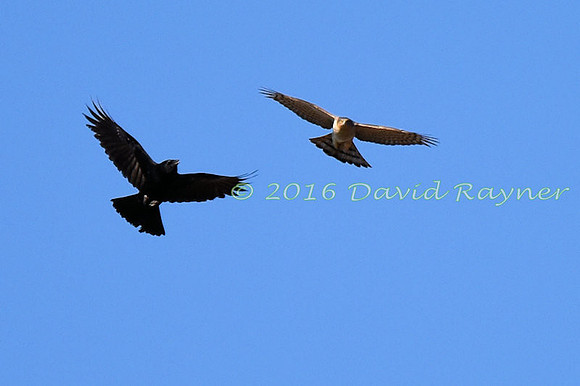 a mix of birds 16