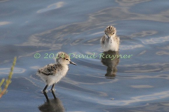black-winged stilt (20)
