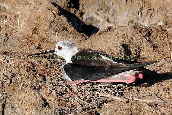 black-winged stilt (14)