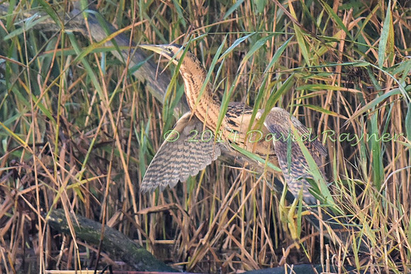 Bittern 11
