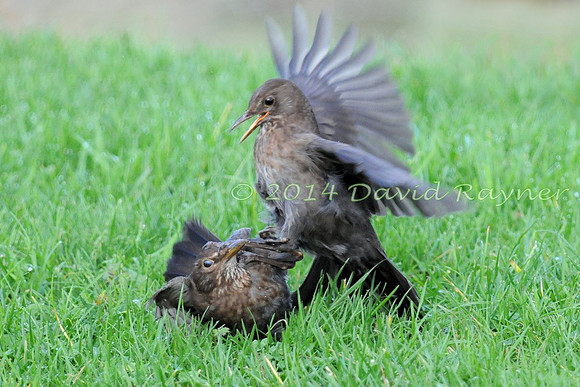Blackbird.a7