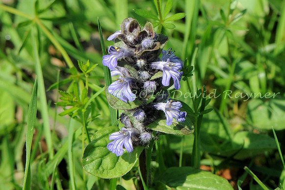 Bugle