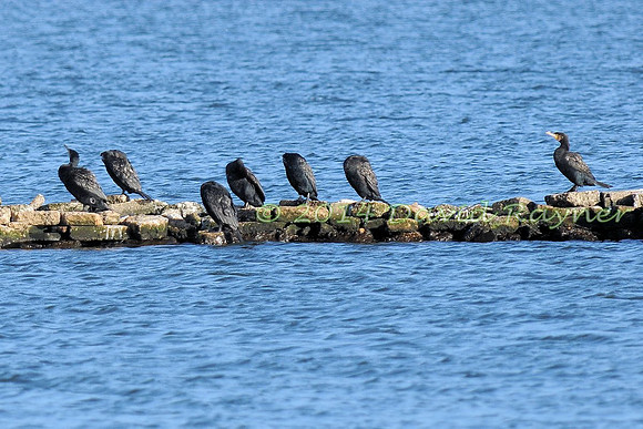 Cormorants 2