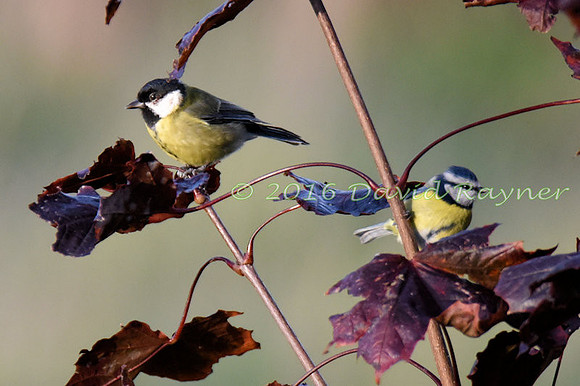 a mix of birds 12