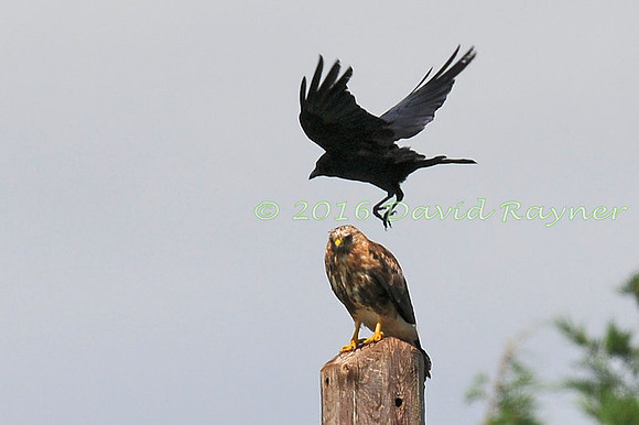 a mix of birds 01