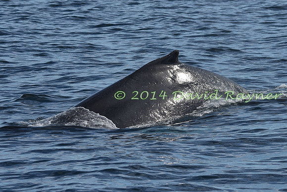 Humpback Whale (29)