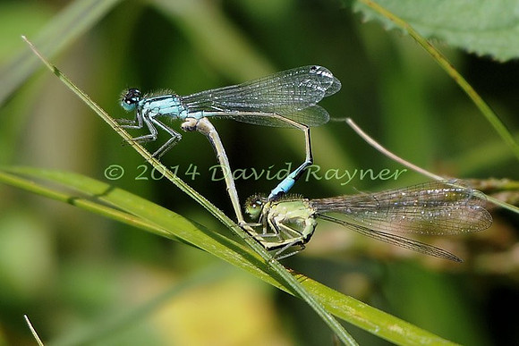 .damsel, Blue-tailed [M]