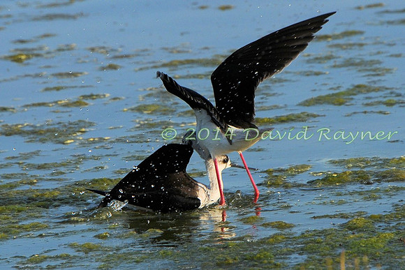 Black-winged Stilt.a4