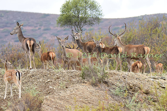 Red&Fallow Deer 09