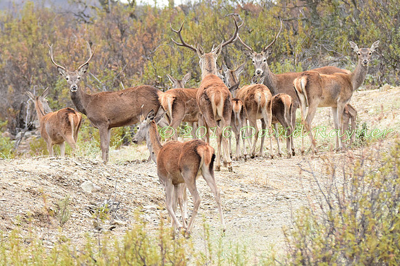 Red&Fallow Deer 10