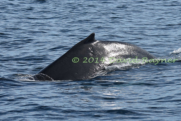 Humpback Whale (30)