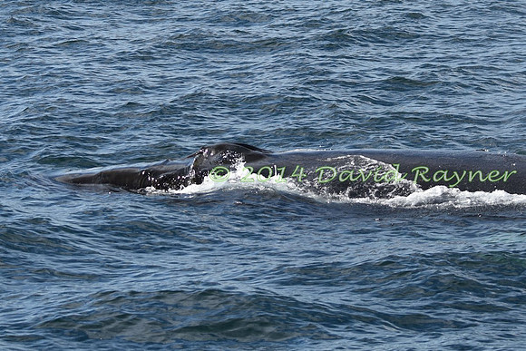 Humpback Whale (23)
