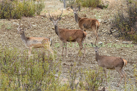 Red&Fallow Deer 12