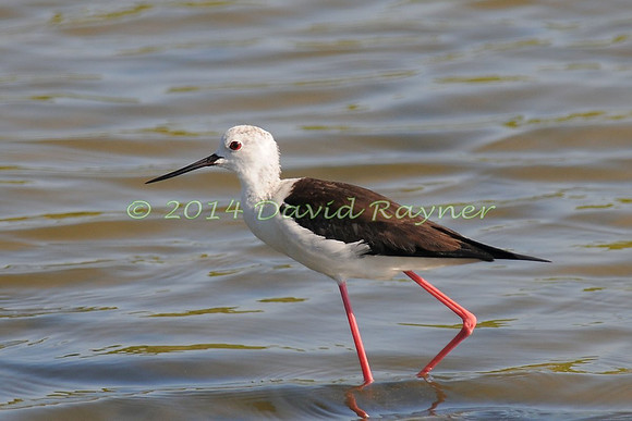 black-winged stilt (30)