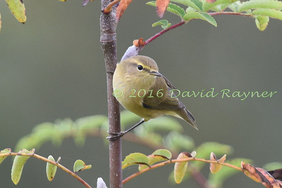 Chiffchaff 04