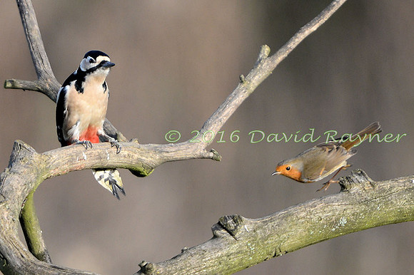 a mix of birds 08