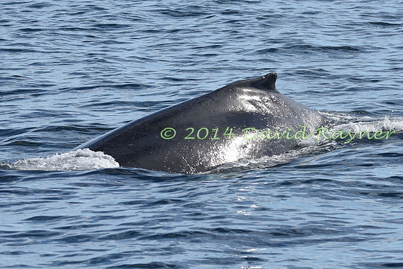 Humpback Whale (28)