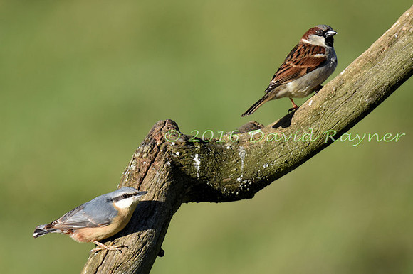 a mix of birds 14
