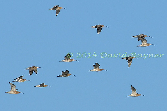 Curlews