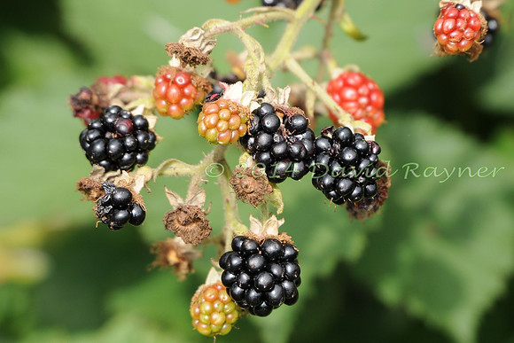 Bramble (b)