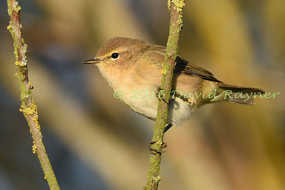 Chiffchaff 06