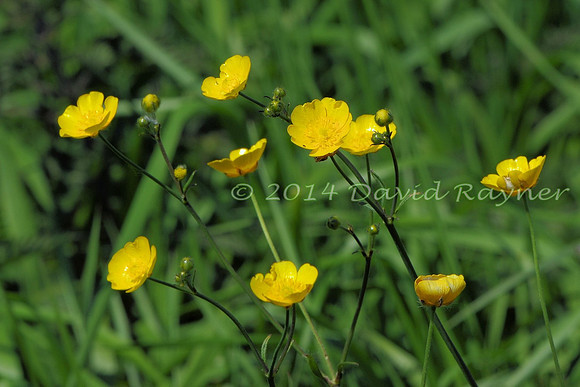 Buttercup, Meadow