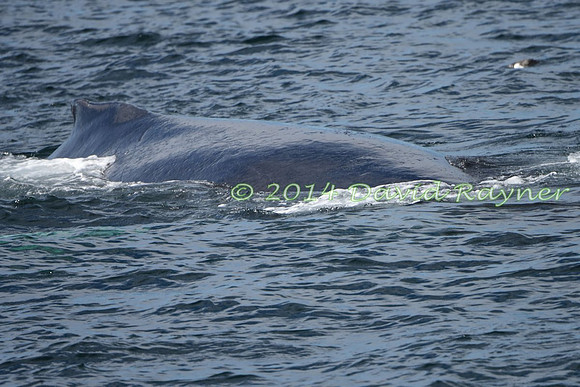 Humpback Whale (21)