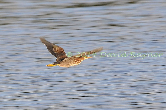 Bittern, American