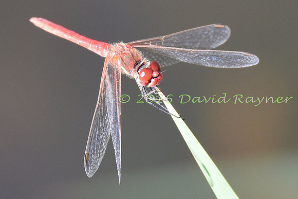 Dragonfly, Broad Scarlet 1