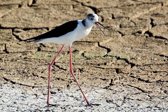 black-winged stilt (17)